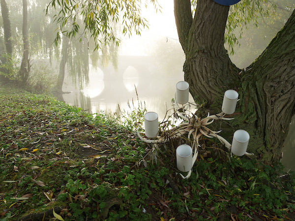 David Hunt Antler Bleached 5 Light Pendant, Complete with Shades – from Amos Lighting + Home